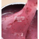 Гель для нігтів FOX Sakura Builder gel №005, з сухоцвітами, 15 мл