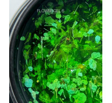Gel with dried flowers SAGA Flower Gel No. 6 light green, 5g